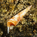 Myurellopsis columellaris